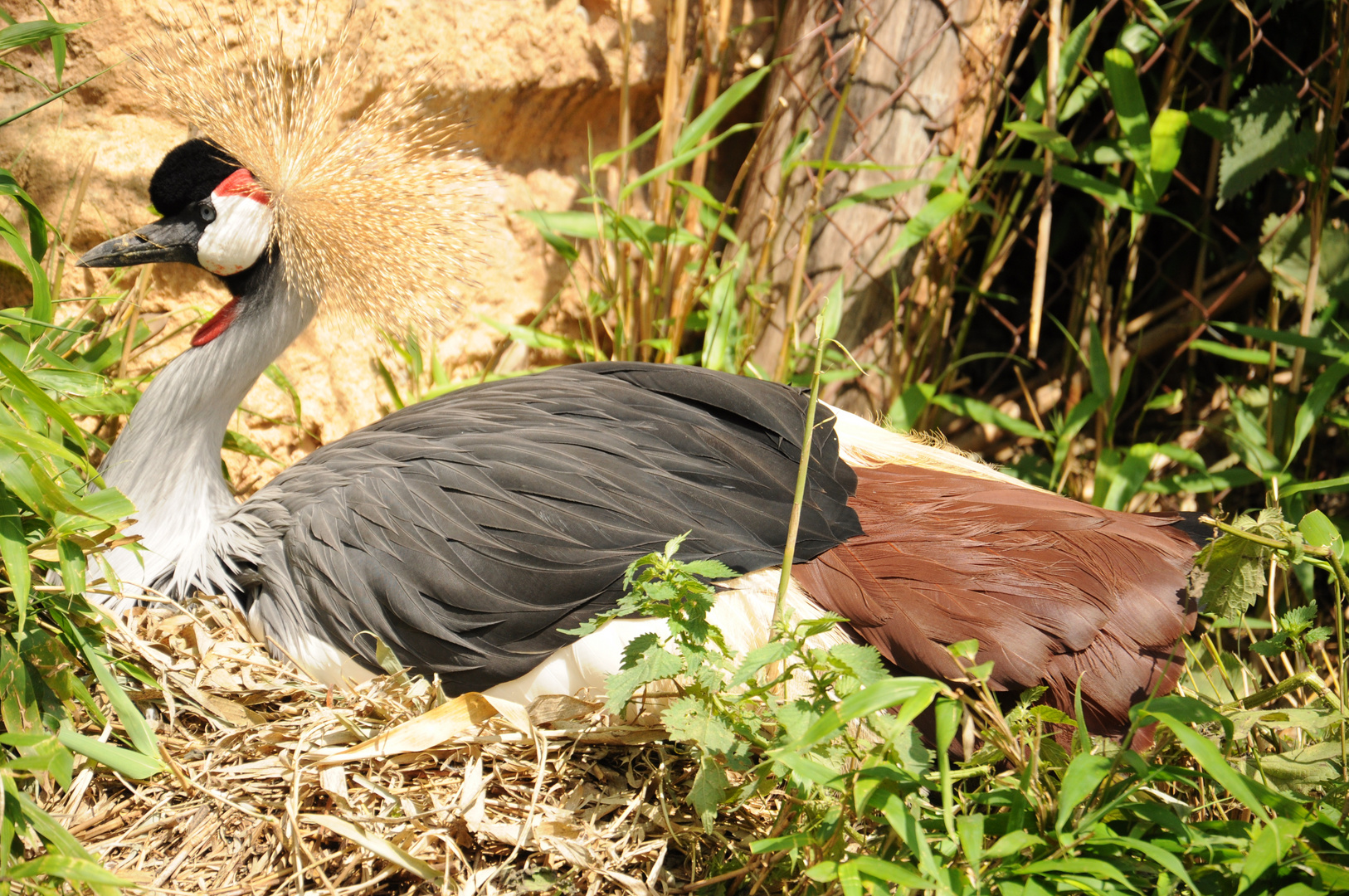 Mittagsruhe auf dem Nest ! ! !