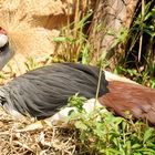 Mittagsruhe auf dem Nest ! ! !