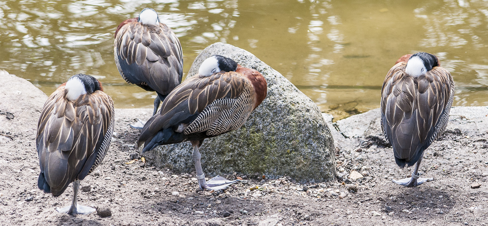 Mittagsruhe auf rechts #2