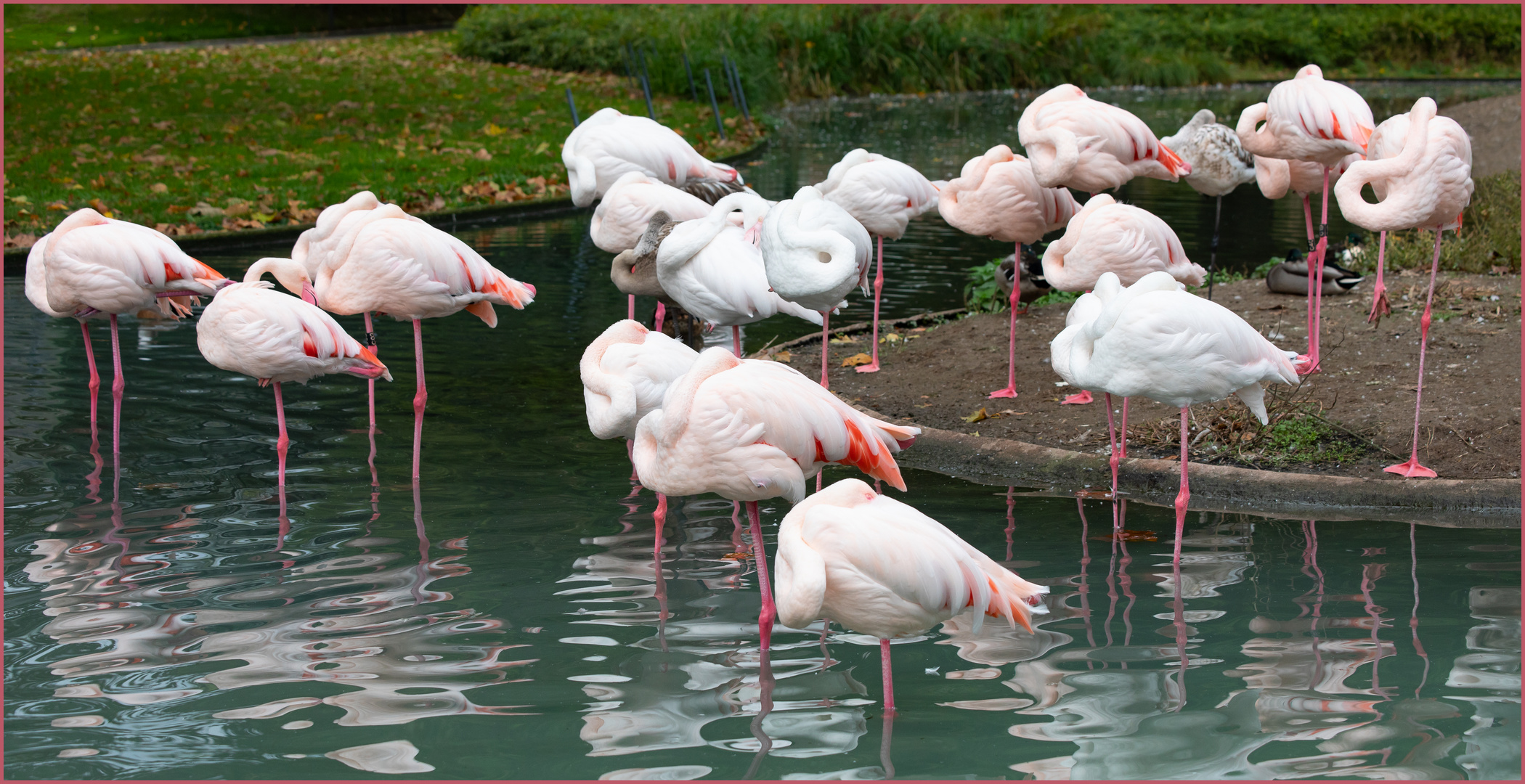 Mittagsruhe bei den Flamingos