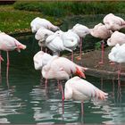 Mittagsruhe bei den Flamingos