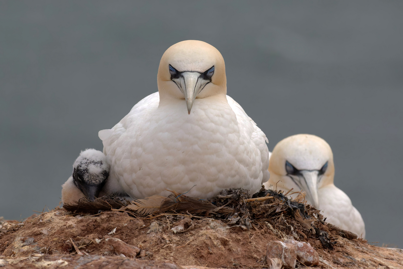  Mittagsruhe bei Familie Basstölpel