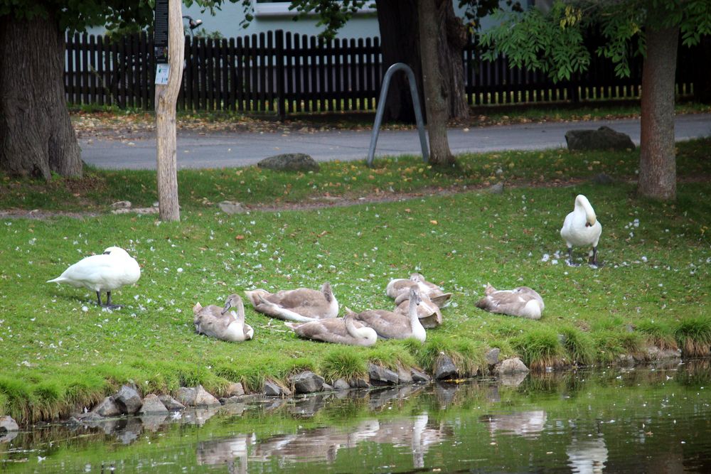 Mittagsruhe bei Familie Schwan am Seeufer