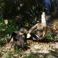 MITTAGSRUHE