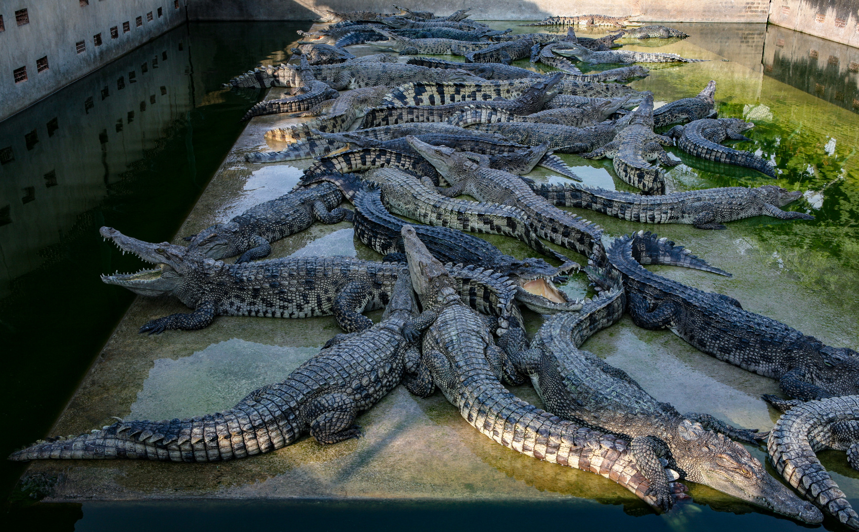 Mittagsruhe der Krokodile
