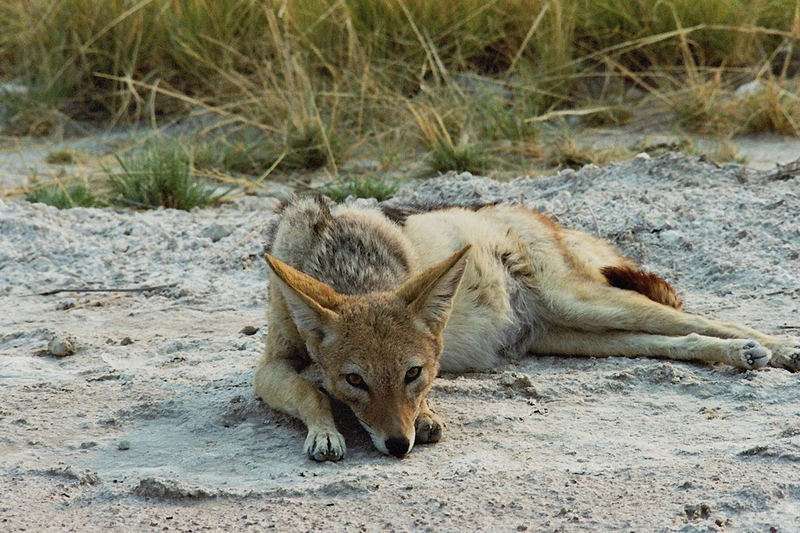 Mittagsruhe - Etosha-Nationalpark Namibia 2006