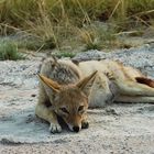 Mittagsruhe - Etosha-Nationalpark Namibia 2006