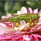 Mittagsruhe im Blütenbett