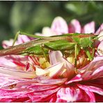 Mittagsruhe im Blütenbett