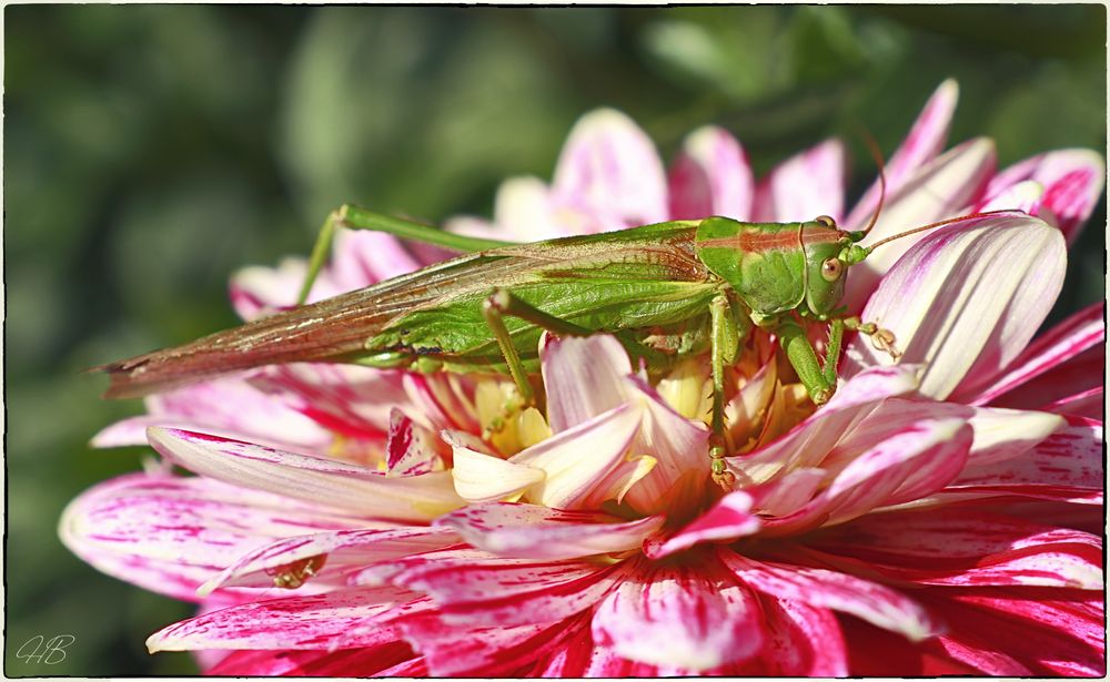 Mittagsruhe im Blütenbett