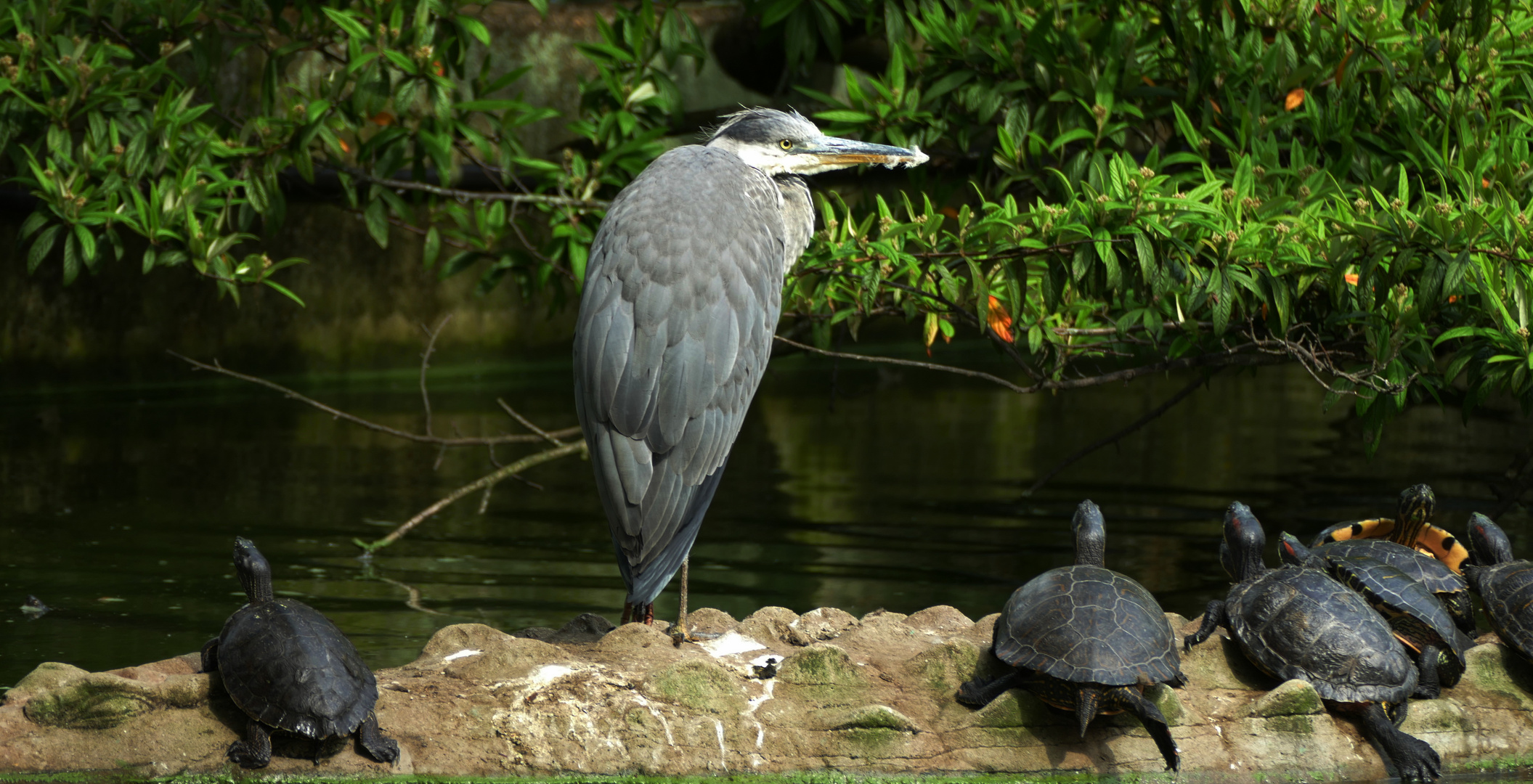 Mittagsruhe im Düsburger Zoo