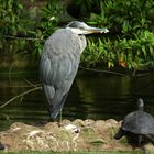 Mittagsruhe im Düsburger Zoo