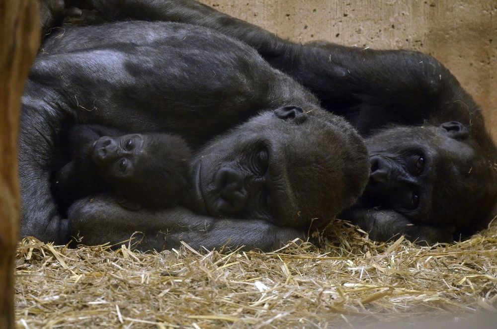 Mittagsruhe im Gorillahaus