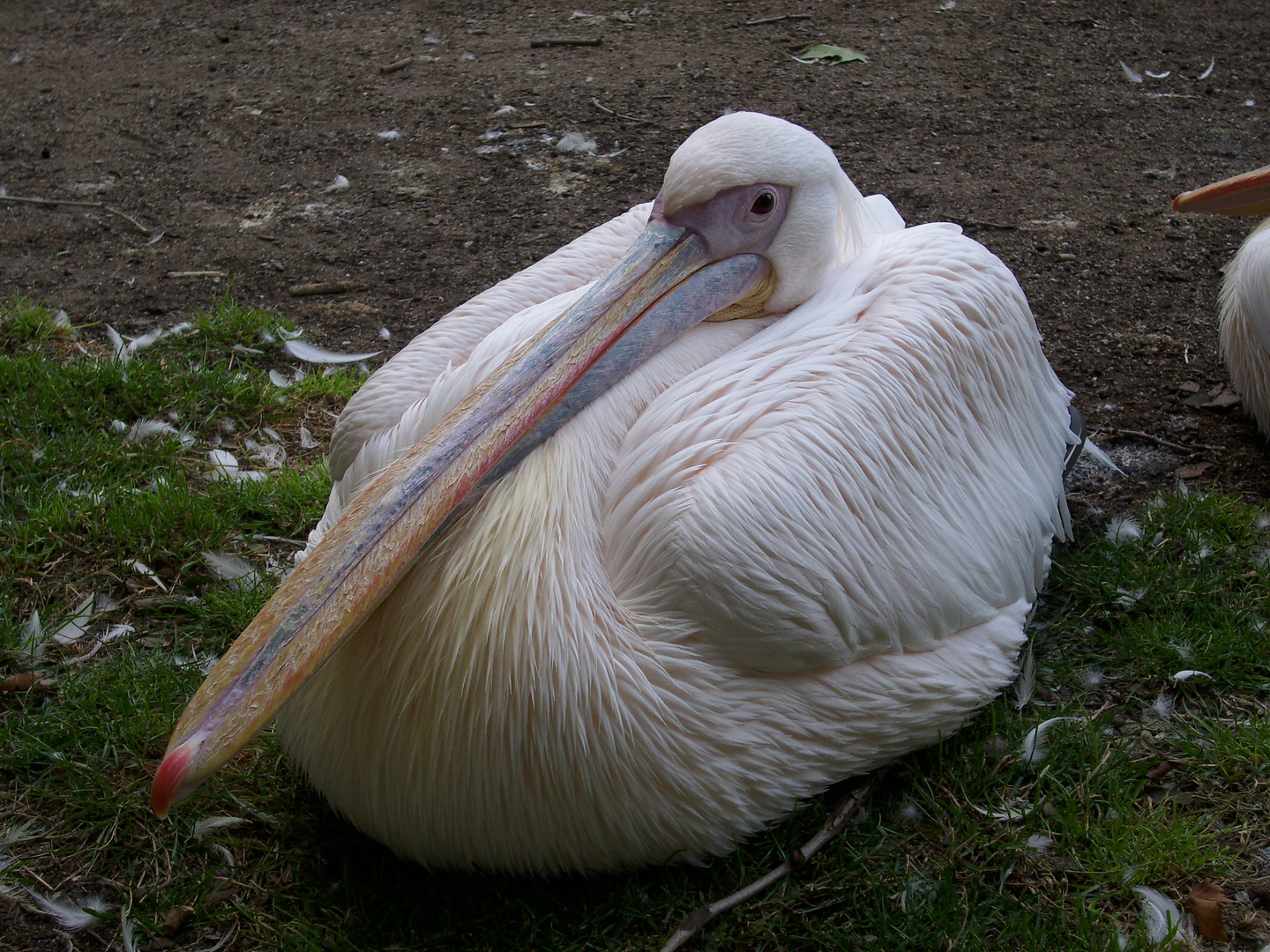 Mittagsruhe im Karlsruher Zoo