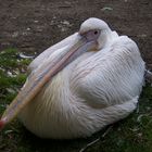 Mittagsruhe im Karlsruher Zoo