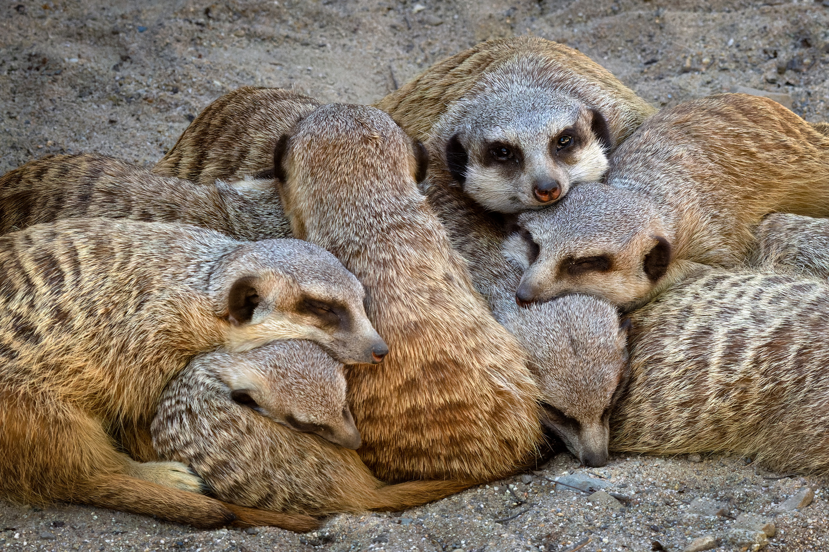 Mittagsruhe im Krefelder Zoo