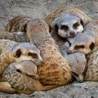 Mittagsruhe im Krefelder Zoo