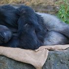 Mittagsruhe im Leipziger Zoo