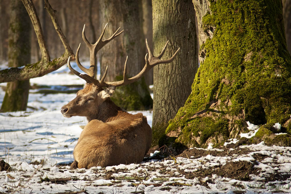 Mittagsruhe im (letzten?) Schnee