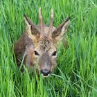 Mittagsruhe im Naturschutzgebiet - psst, bitte nicht stören