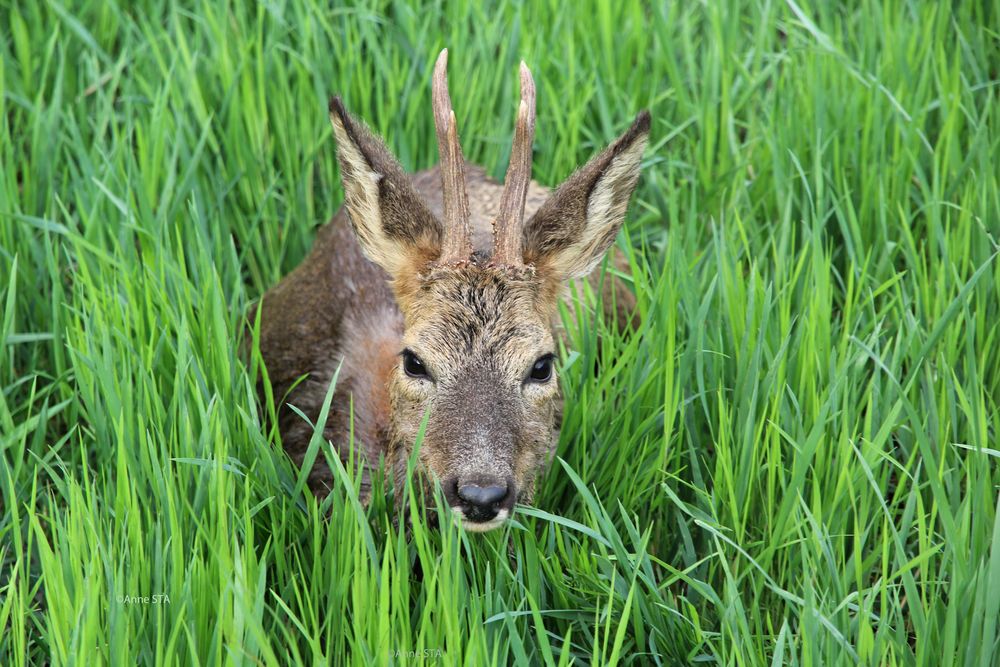 Mittagsruhe im Naturschutzgebiet - psst, bitte nicht stören