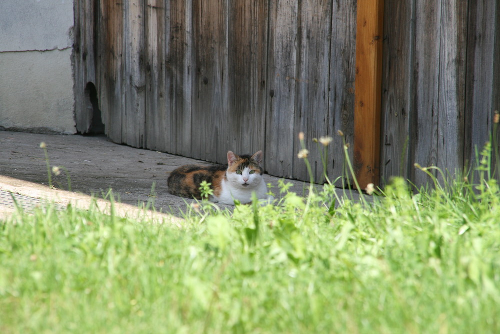 Mittagsruhe im Schatten