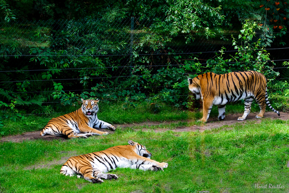 Mittagsruhe im Serengetipark