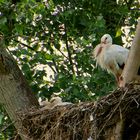 Mittagsruhe im Storchennest