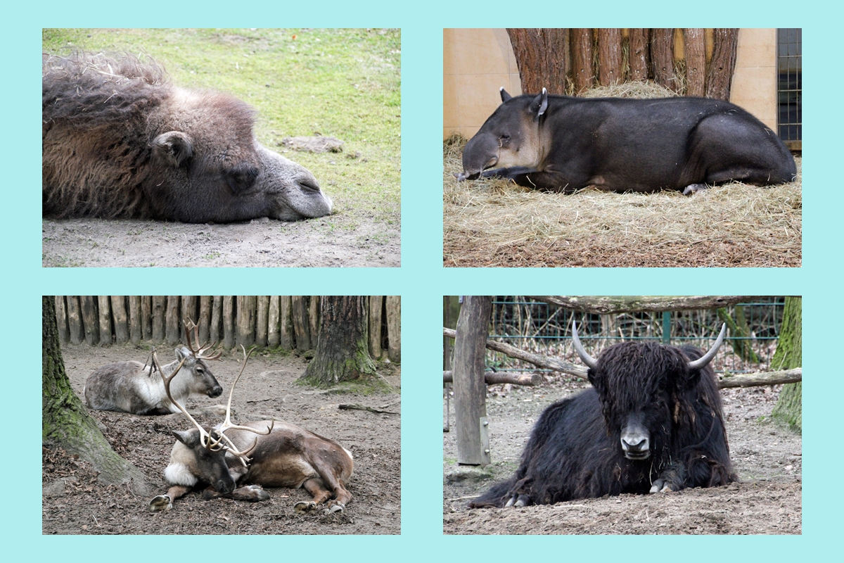 Mittagsruhe im Tierpark Cottbus