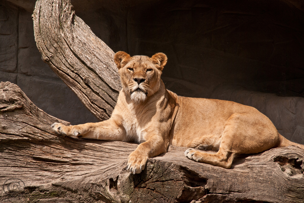 Mittagsruhe im Tierpark Hagenbeck