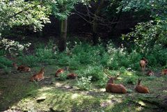 Mittagsruhe im Wald