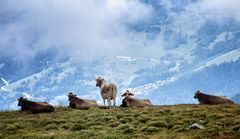 Mittagsruhe in 2250 m Höhe 