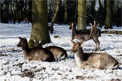 Mittagsruhe in der Wintersonne