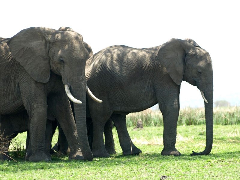 Mittagsruhe in Kenia