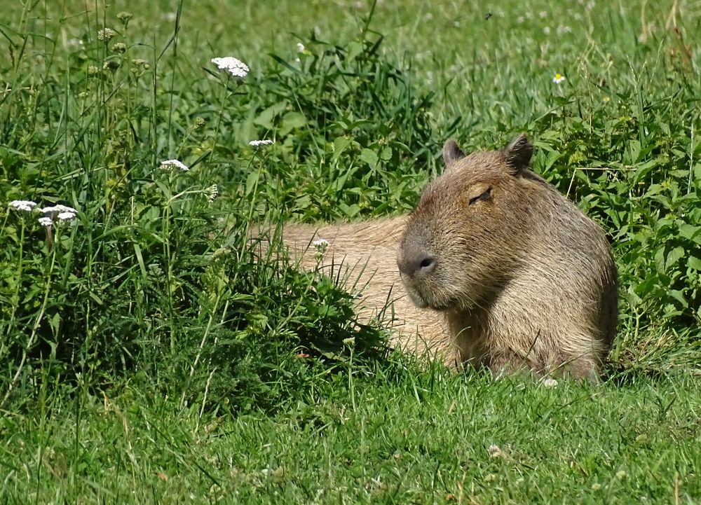 Mittagsschläfchen