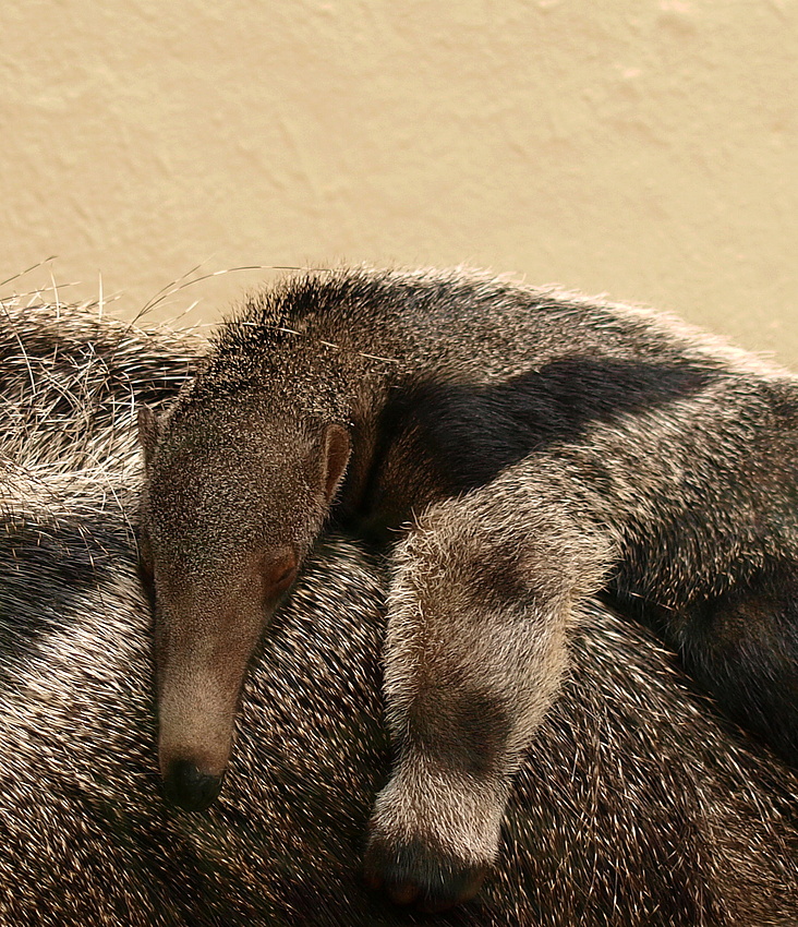 Mittagsschläfchen