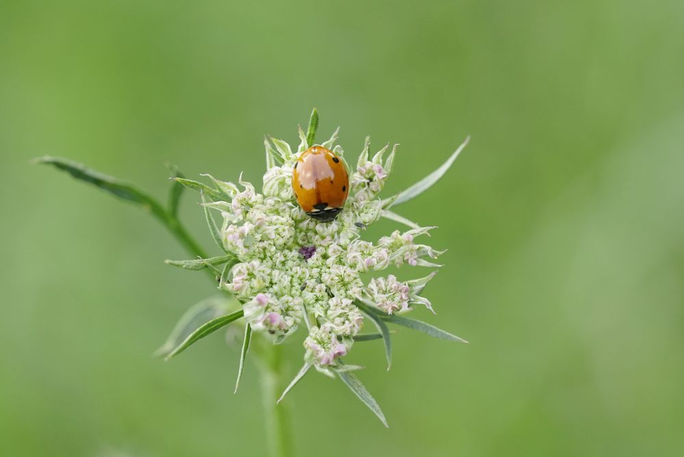 Mittagsschläfchen