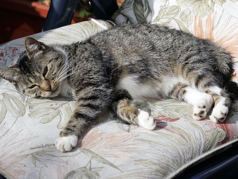 Mittagsschläfchen in der Sonne