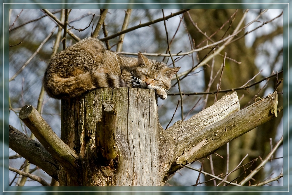 Mittagsschläfchen / Lazy Sunday