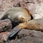 Mittagsschläfchen - Seelöwen an der patagonischen Küste