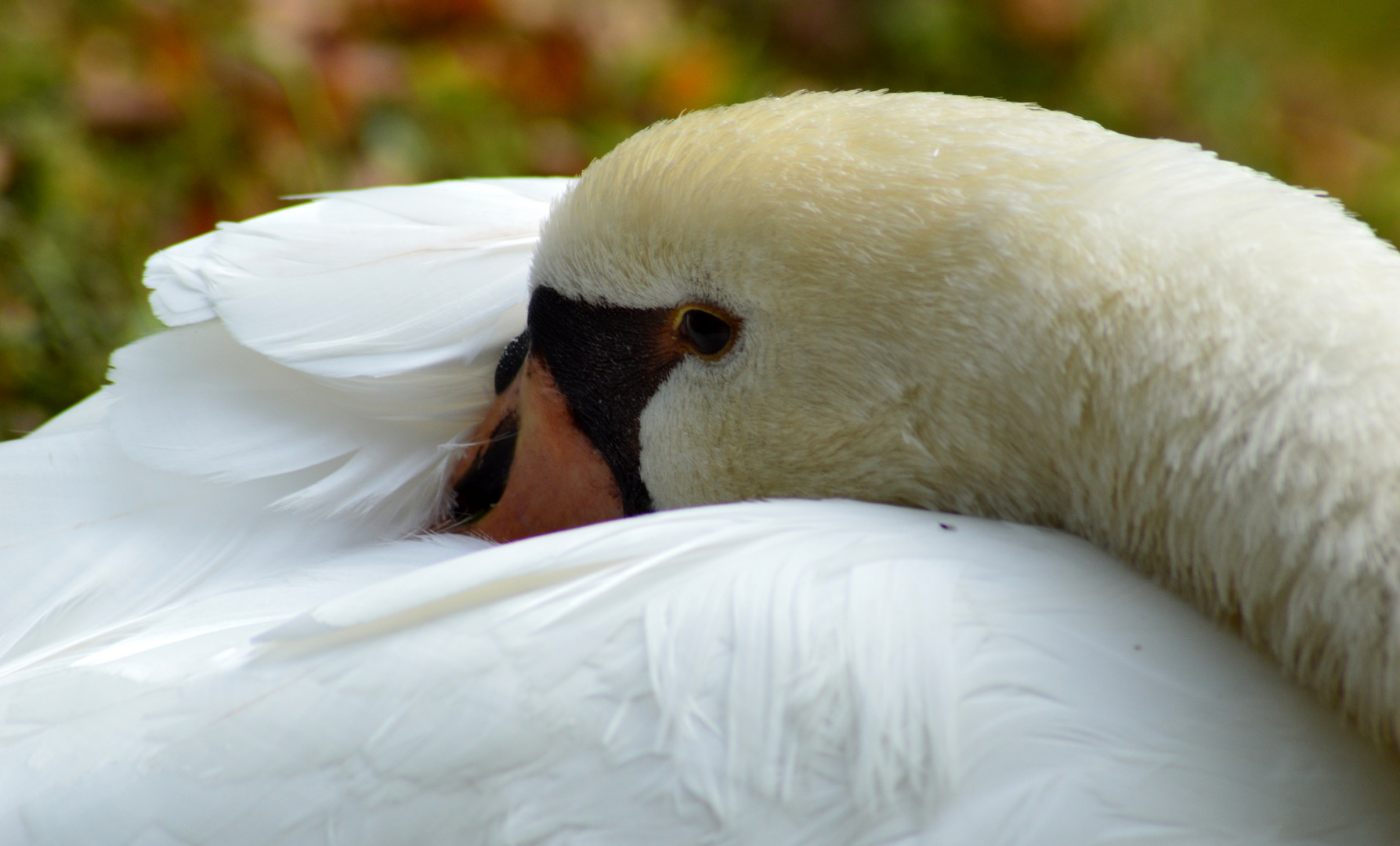 Mittagsschlaf / Afternoon nap