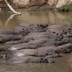 Mittagsschlaf am Hippo-Pool