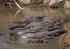 Mittagsschlaf am Hippo-Pool