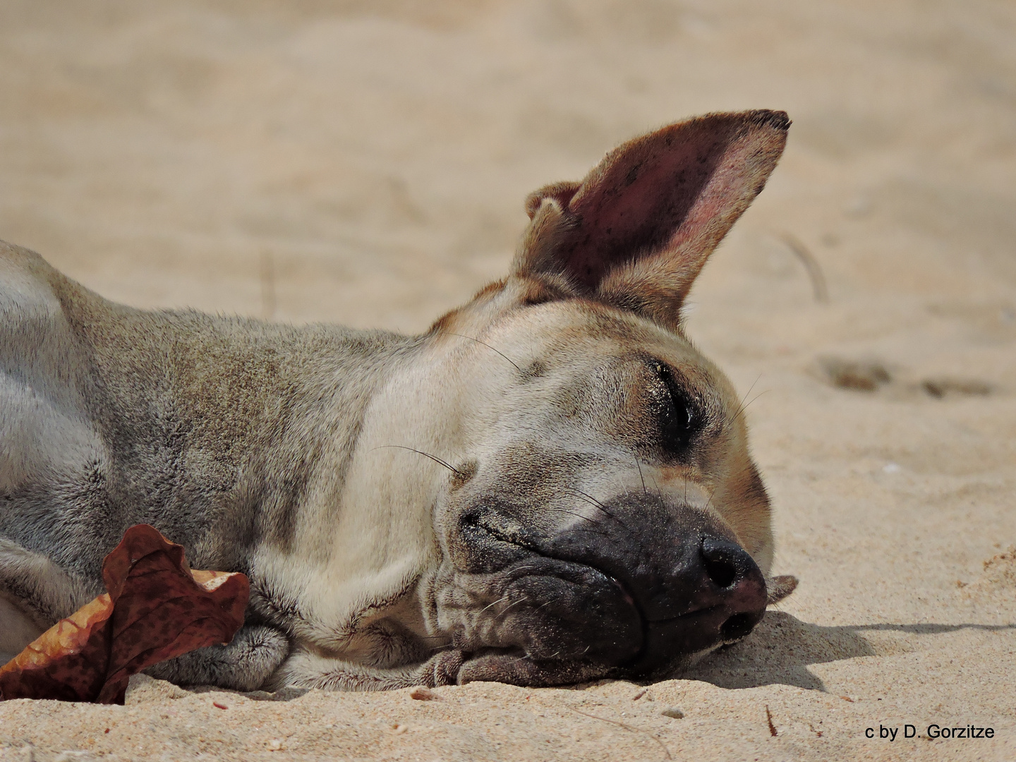 Mittagsschlaf am Strand !