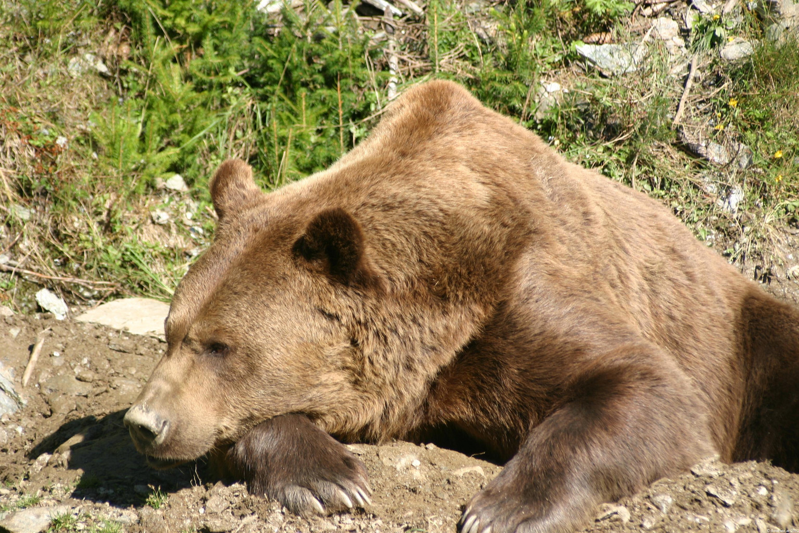 Mittagsschlaf bei den Bären