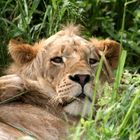Mittagsschlaf bei den Löwen