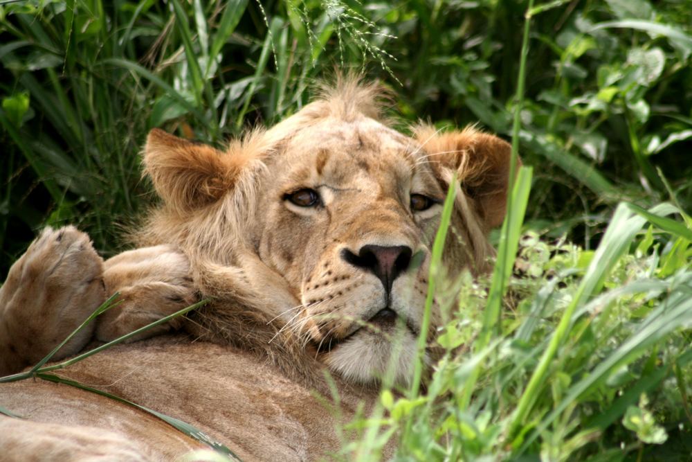 Mittagsschlaf bei den Löwen