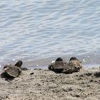 Mittagsschlaf bei Familie Ente. Aber Mama passt auf!