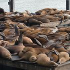 Mittagsschlaf bei Fishermans Wharf