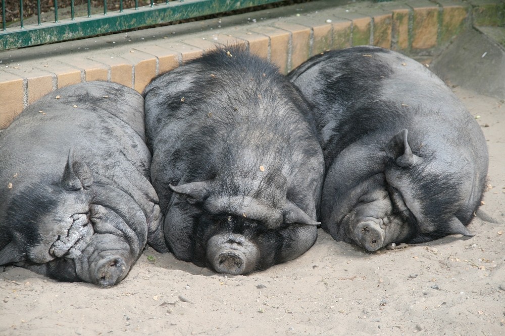 Mittagsschlaf bei Schweins